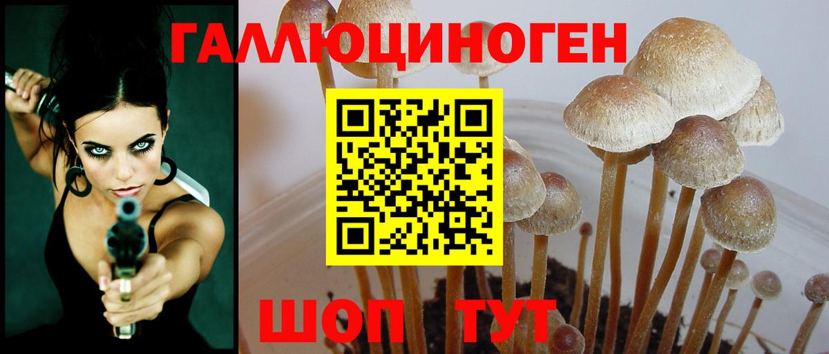 Галлюциногенные грибы Psilocybine cubensis Белореченск